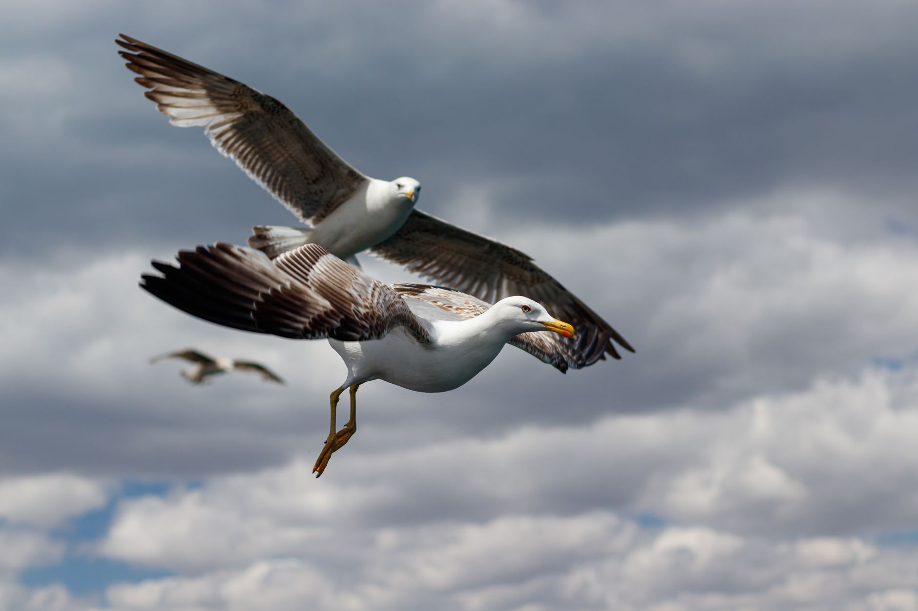 Crunchy seabirds