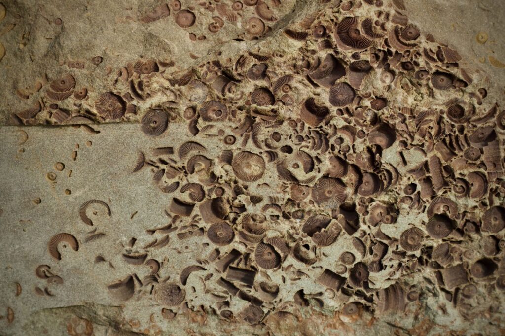 Denisovan fossils discovery