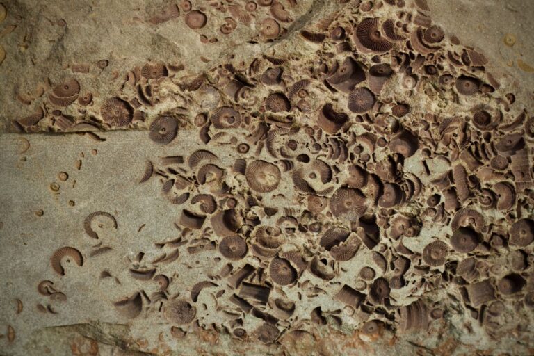 Denisovan fossils discovery