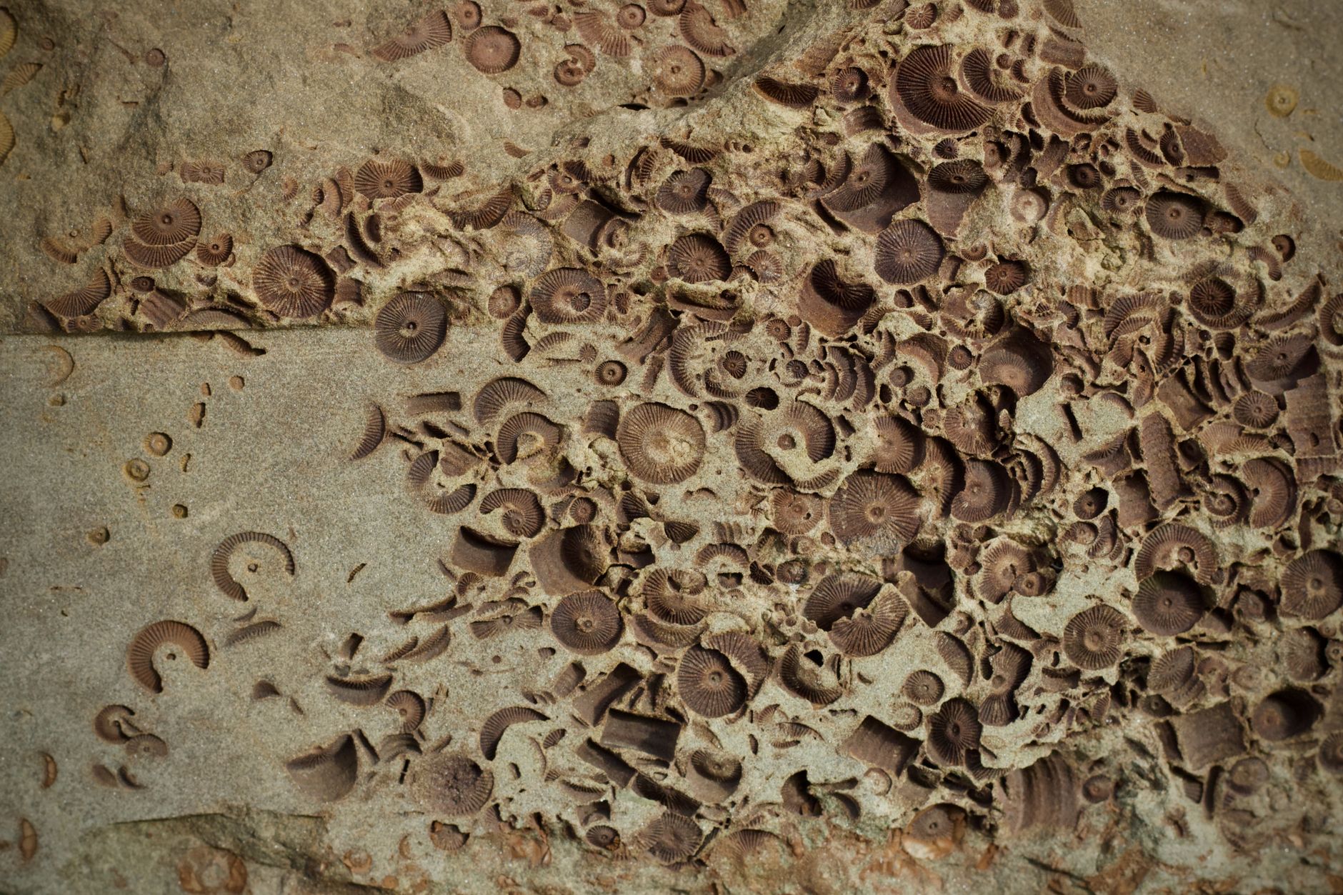 Denisovan fossils discovery
