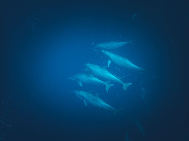 dolphin named Bubbles