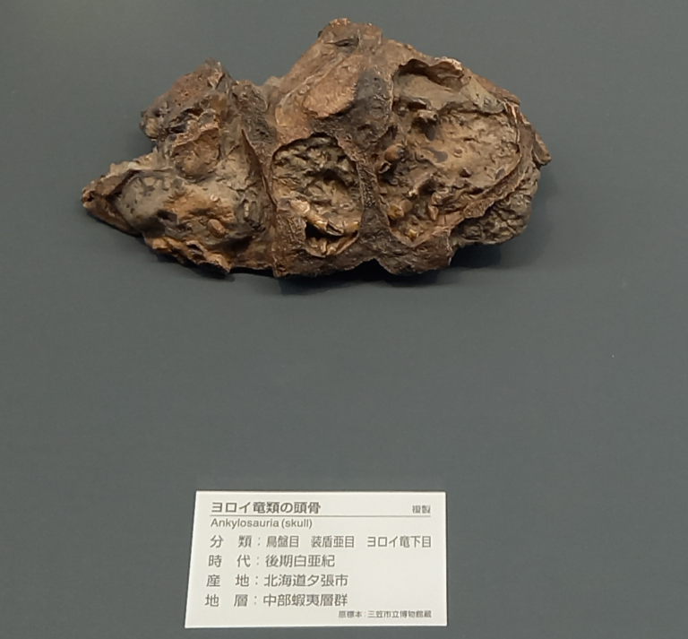 Nipponopelta yezoensis