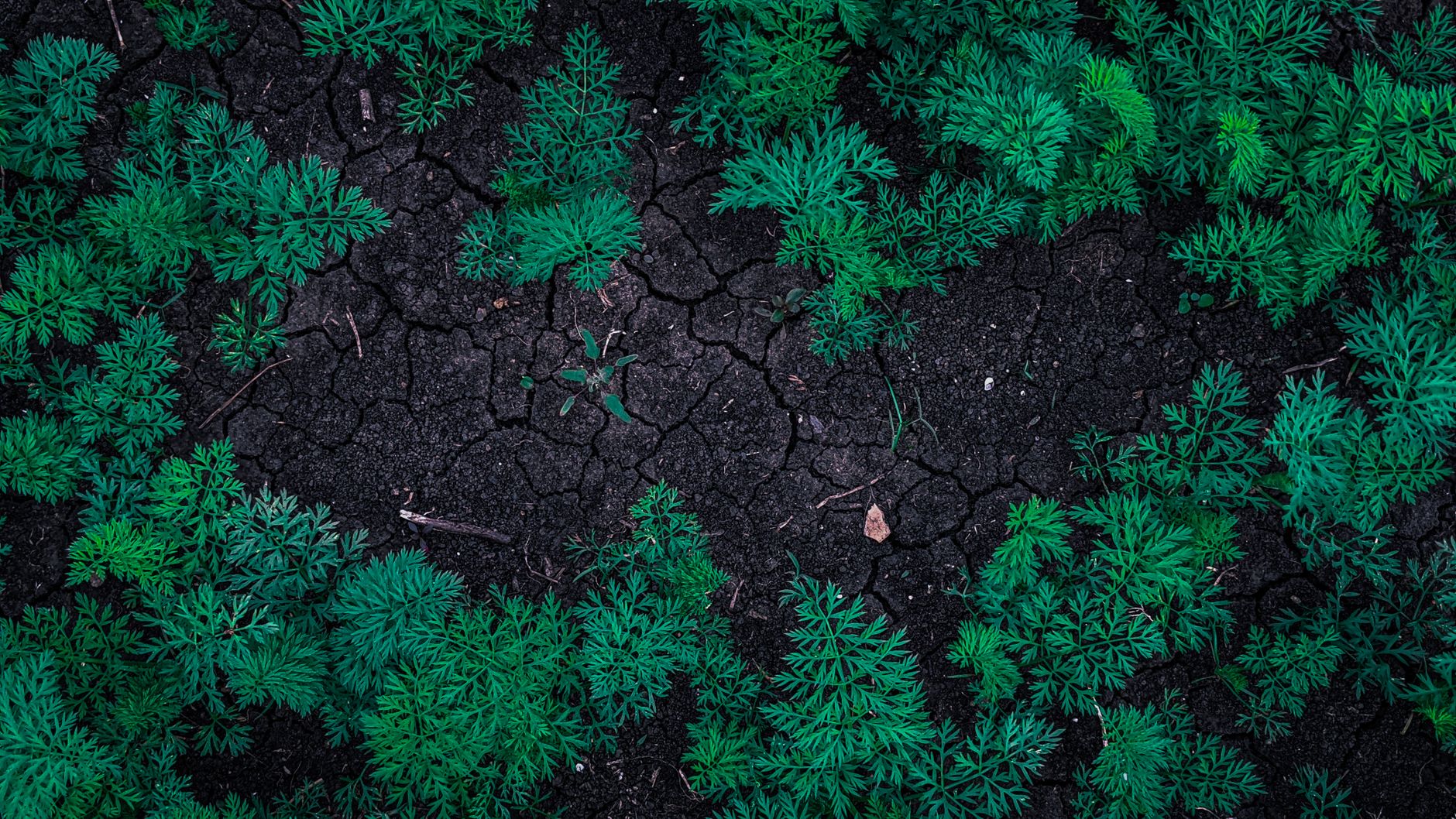 soil heterogeneity