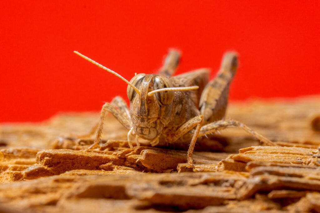 99-million-year-old insect